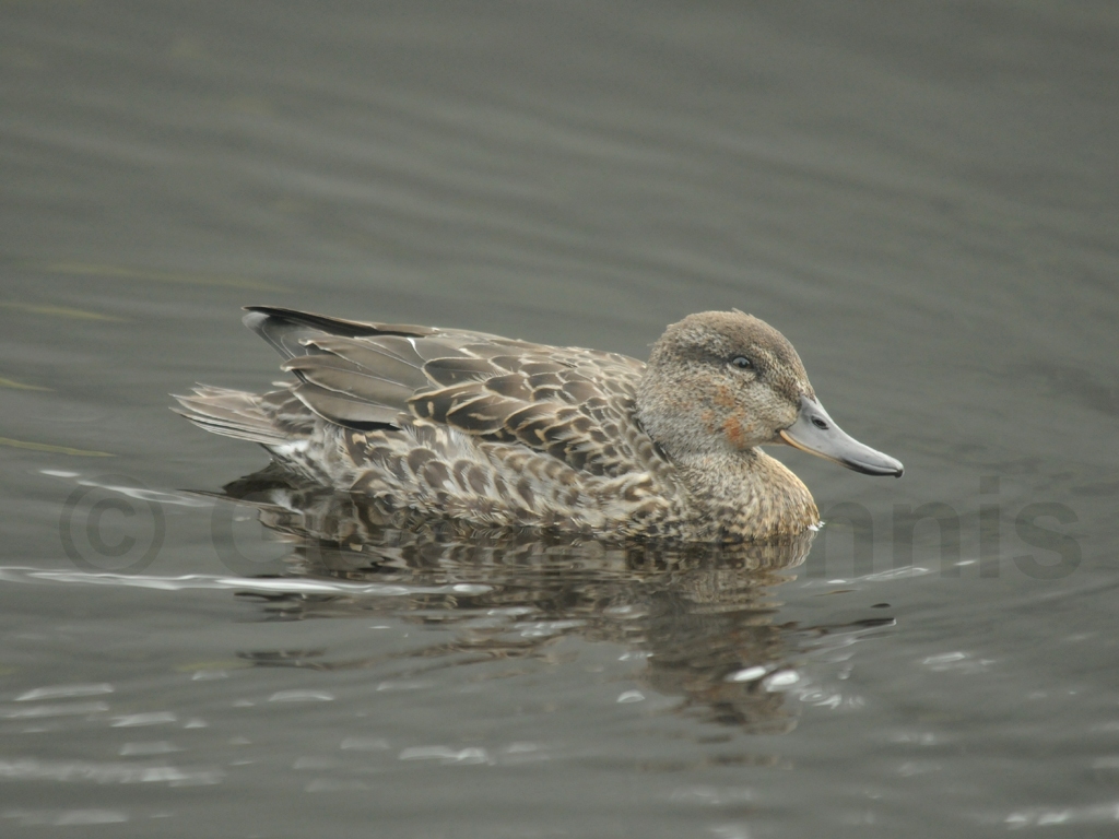 GWTE-AB_Green-winged-Teal
