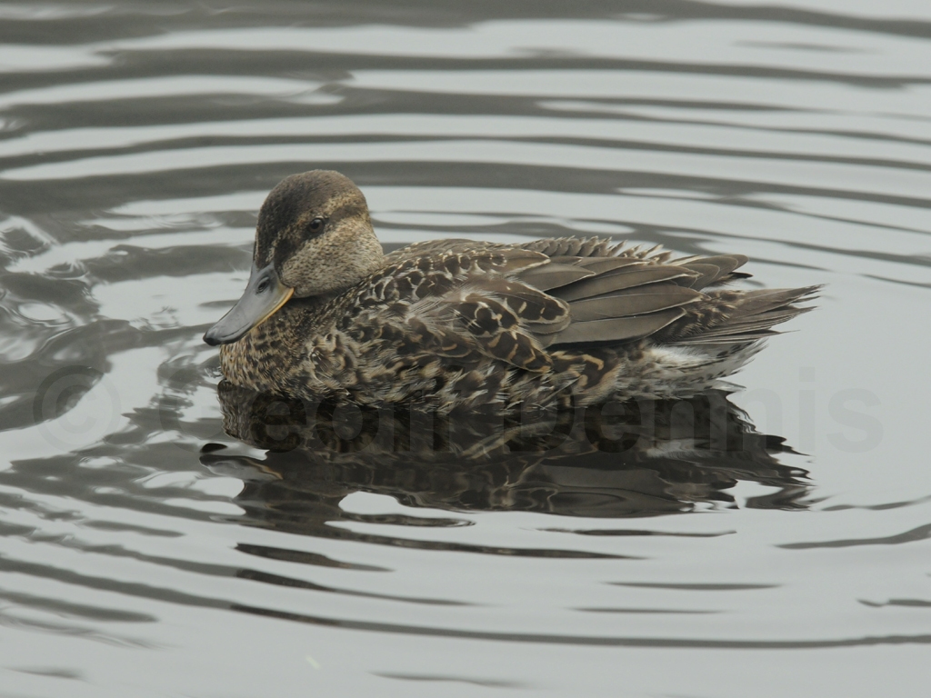 GWTE-AC_Green-winged-Teal
