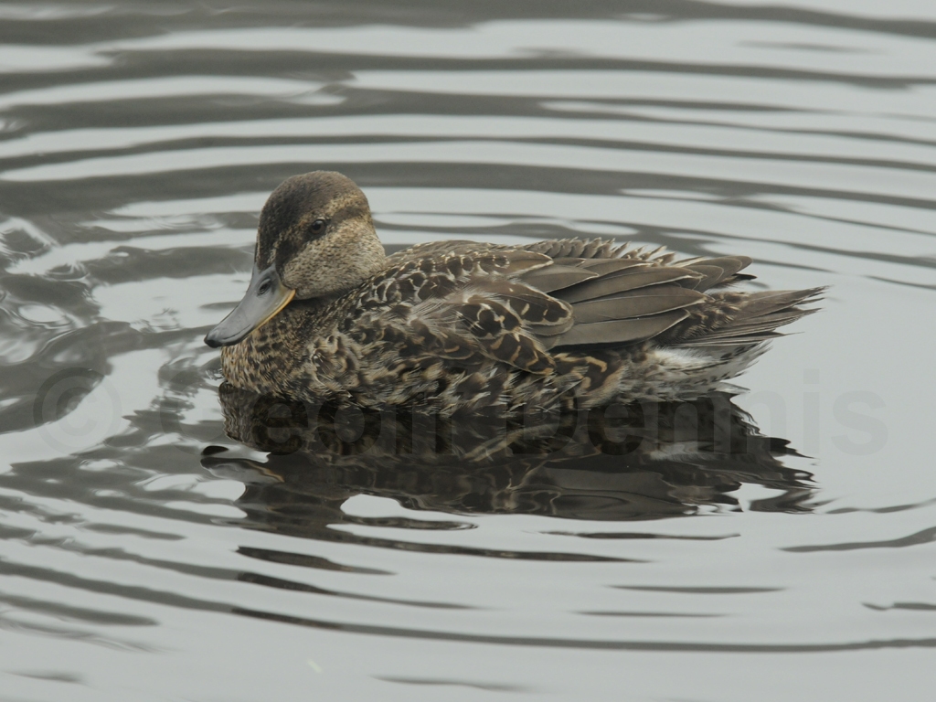 GWTE-AC_Green-winged-Teal