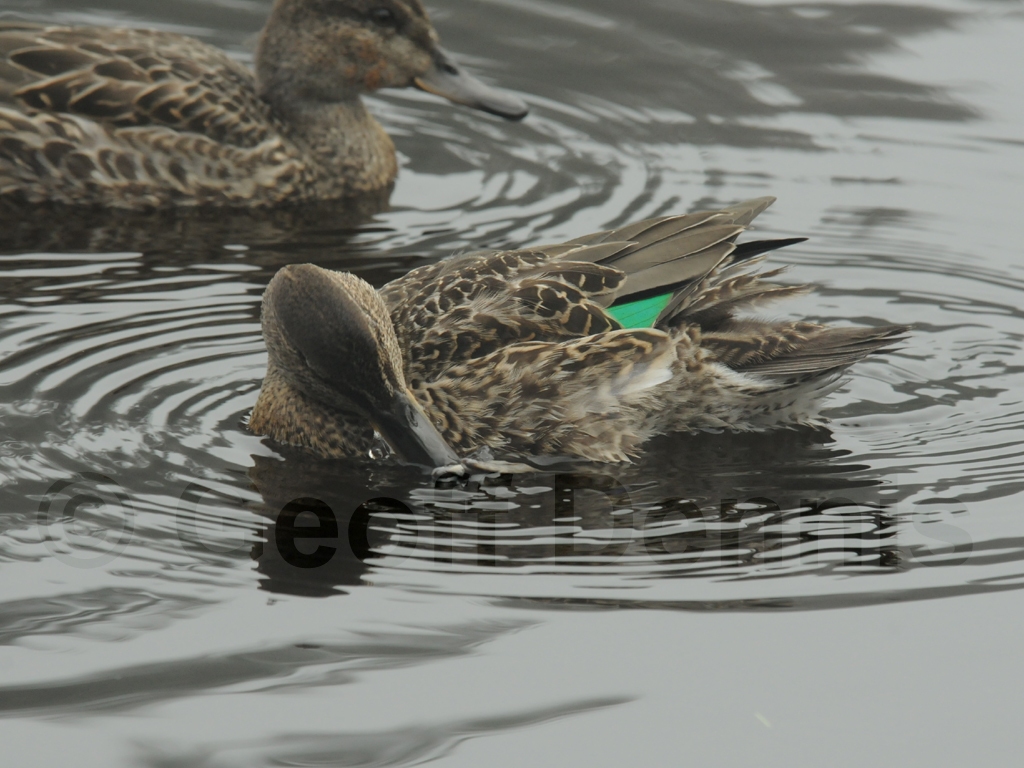 GWTE-AD_Green-winged-Teal