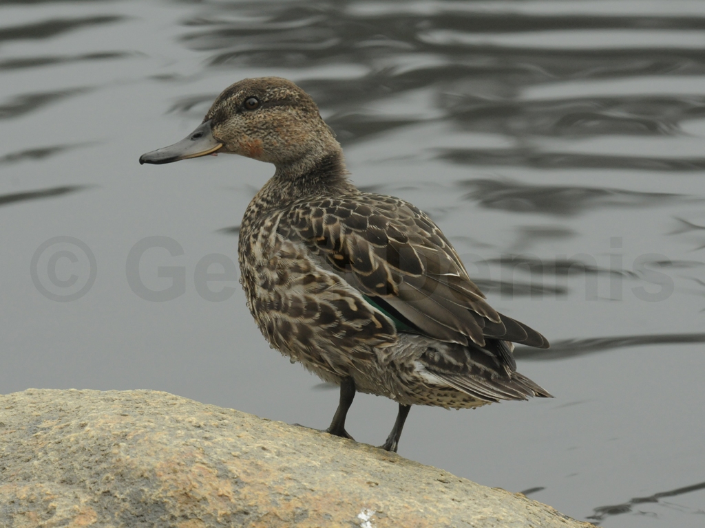 GWTE-AE_Green-winged-Teal