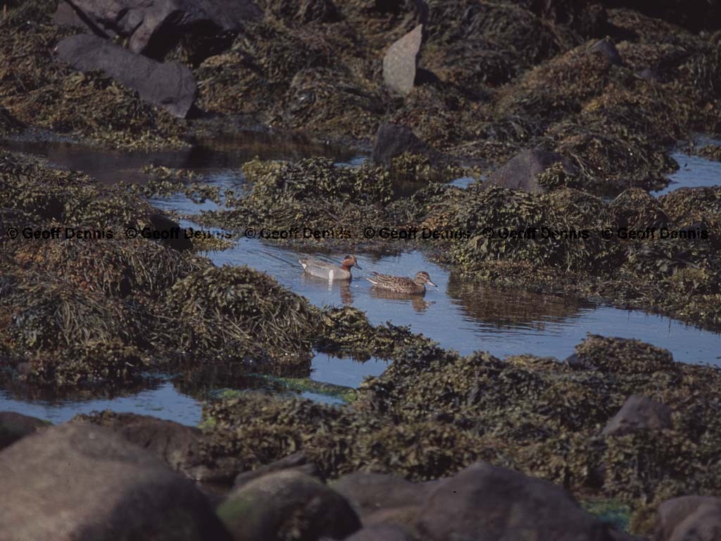 GWTE-AF_Green-winged-Teal