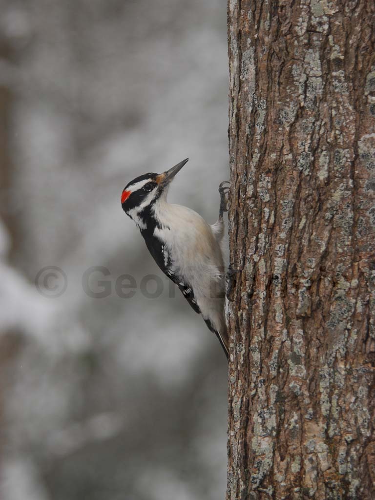 HAWO-AA_Hairy-Woodpecker