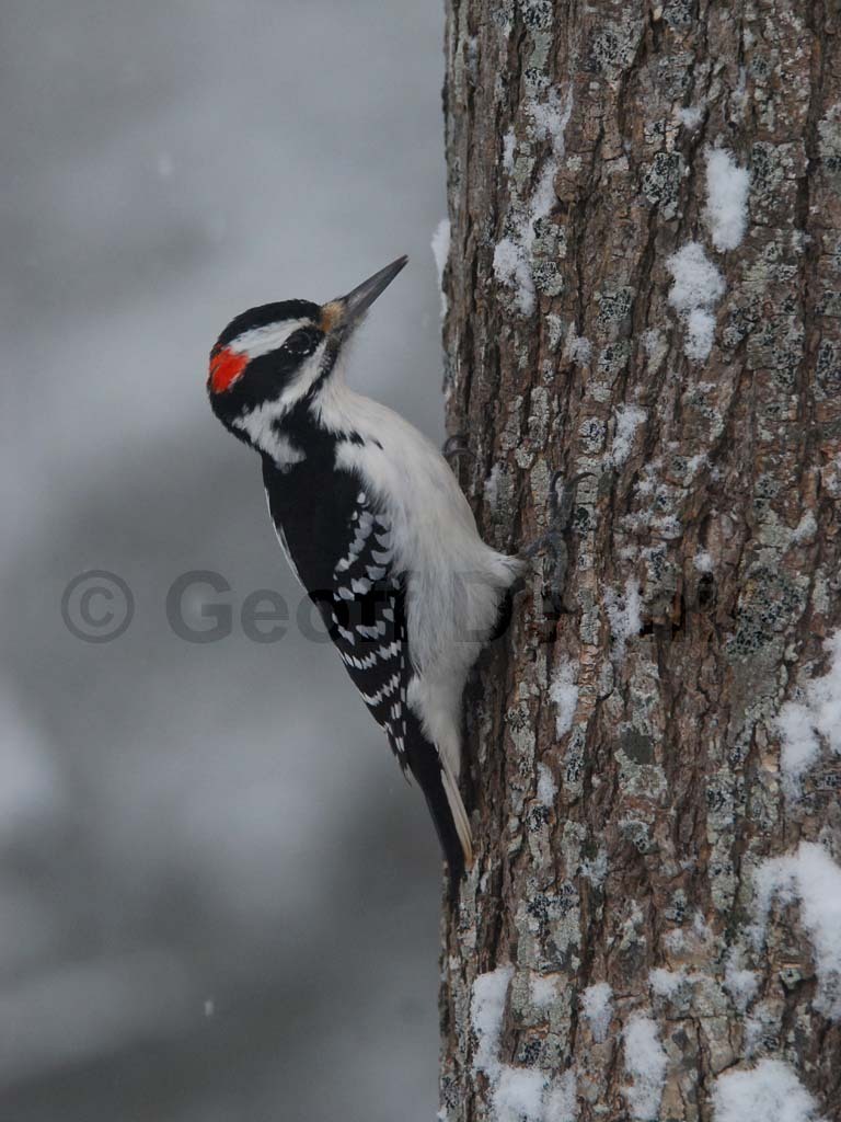 HAWO-AB_Hairy-Woodpecker