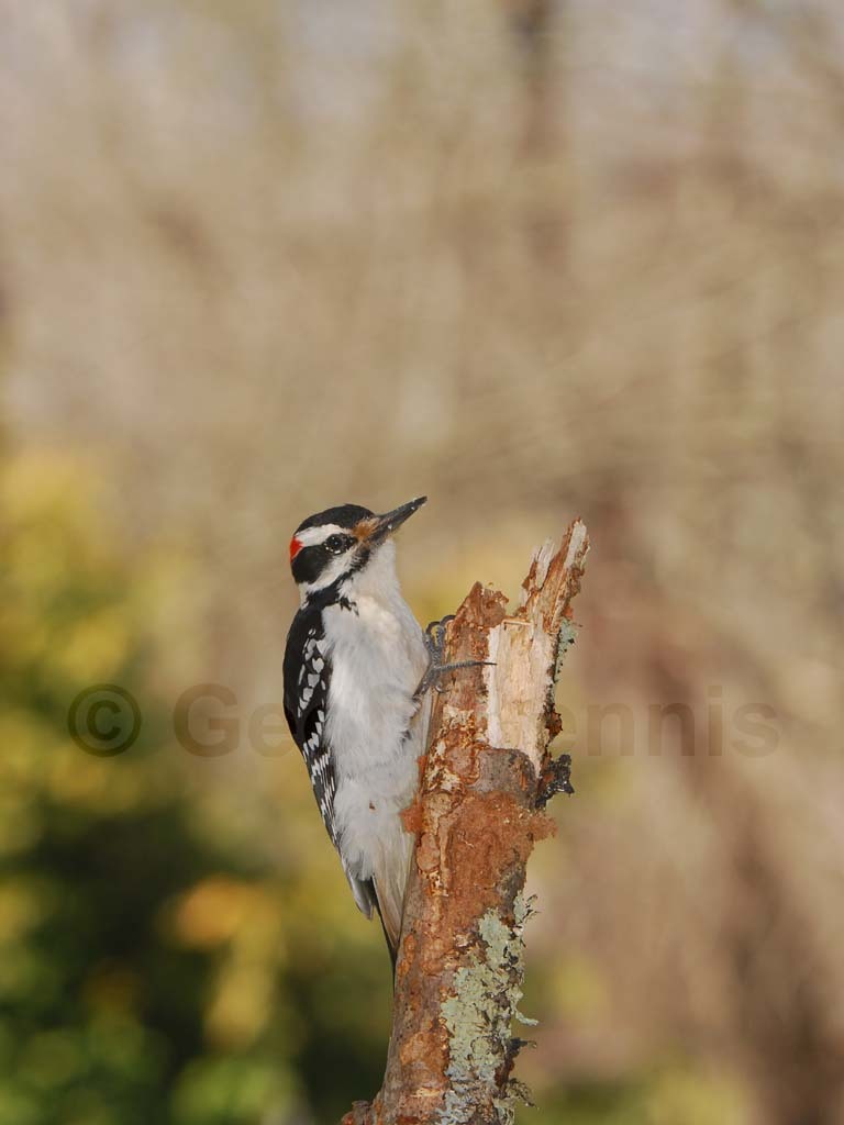 HAWO-AC_Hairy-Woodpecker