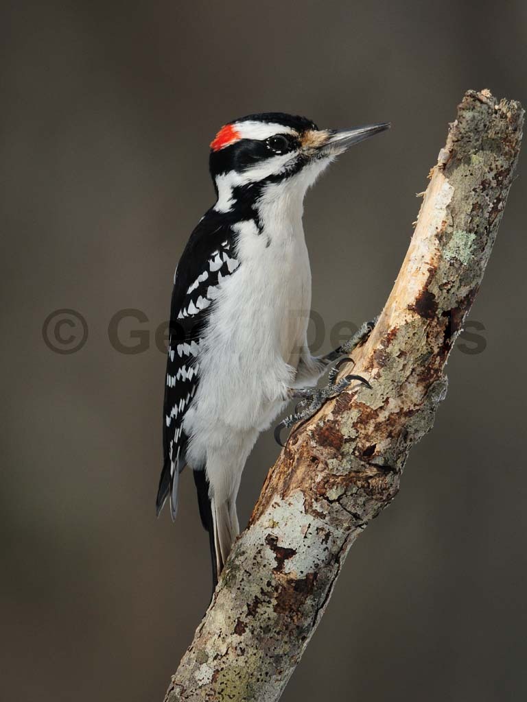 HAWO-AD_Hairy-Woodpecker