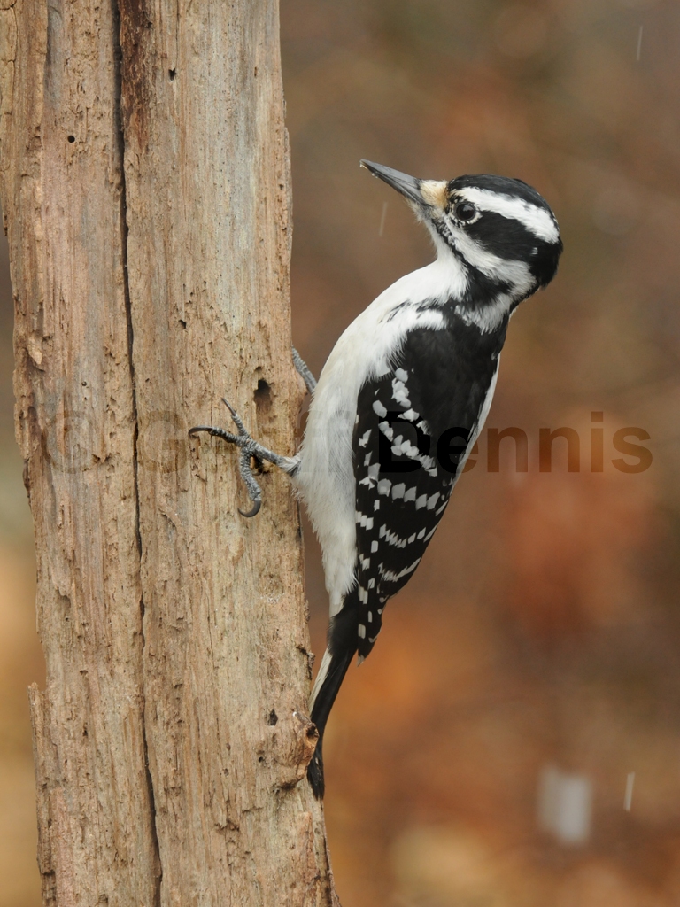 HAWO-AE_Hairy-Woodpecker