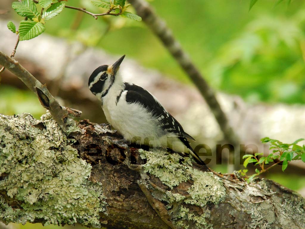 HAWO-AF_Hairy-Woodpecker