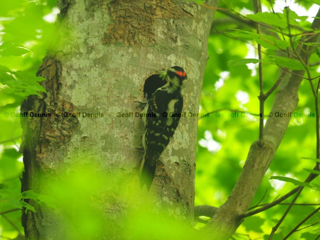 HAWO-AG_Hairy-Woodpecker