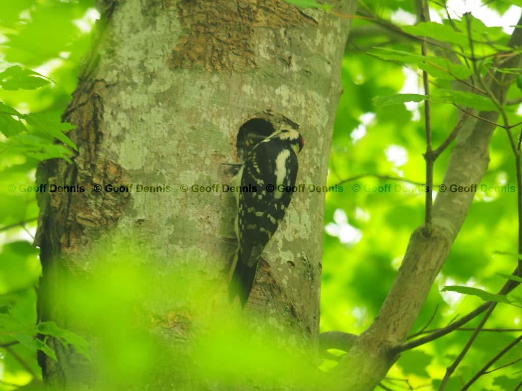 HAWO-AH_Hairy-Woodpecker