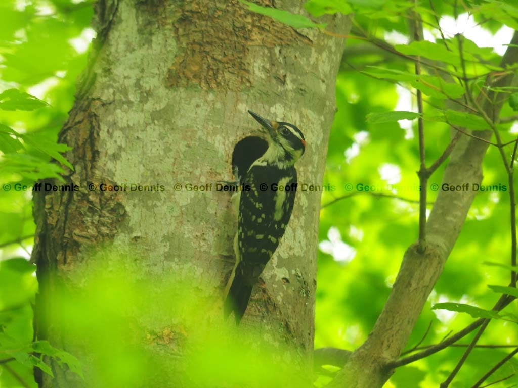 HAWO-AI_Hairy-Woodpecker
