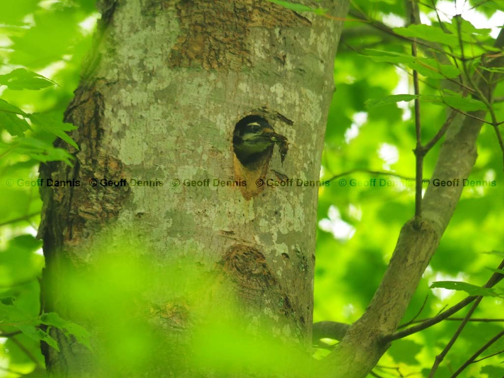 HAWO-AJ_Hairy-Woodpecker