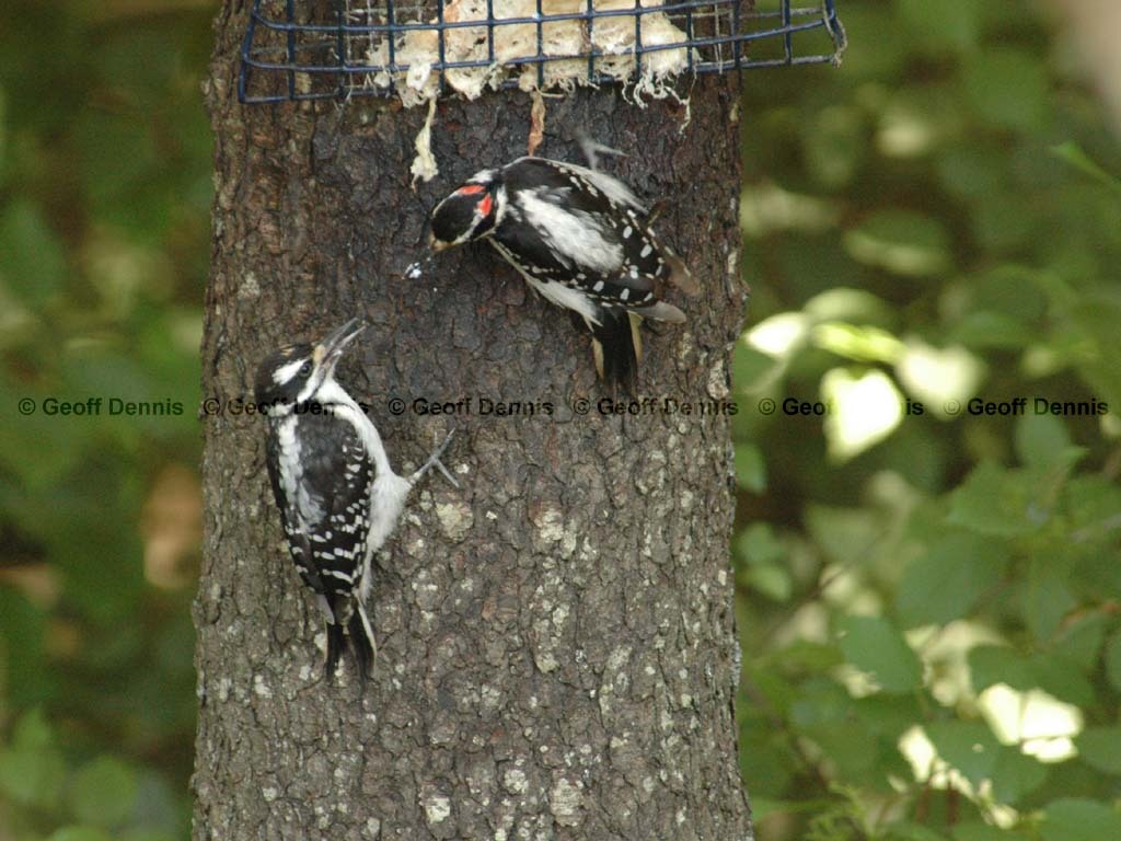 HAWO-AK_Hairy-Woodpecker