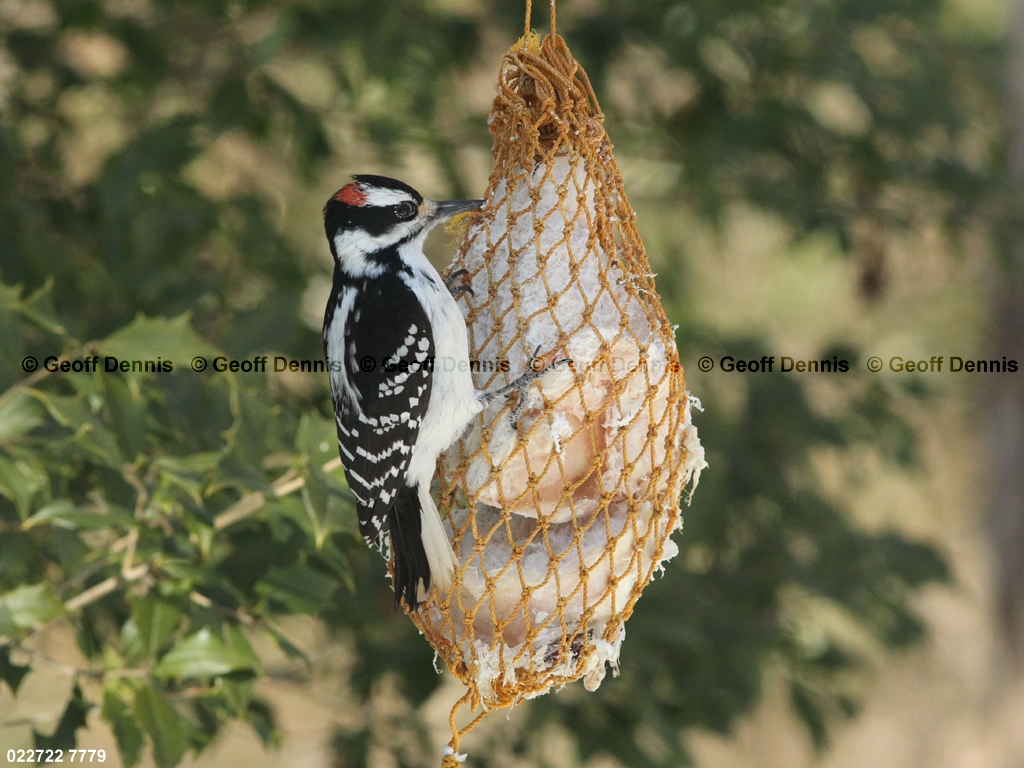 HAWO-AL_Hairy-Woodpecker