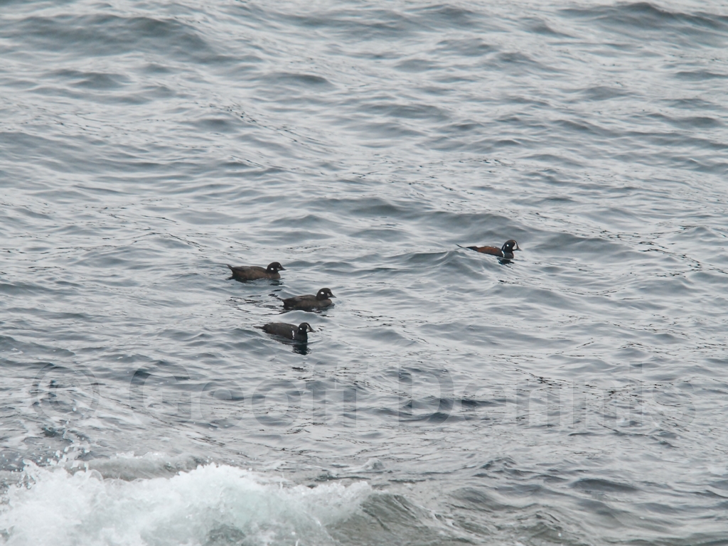 HARD-AA_Harlequin-Duck