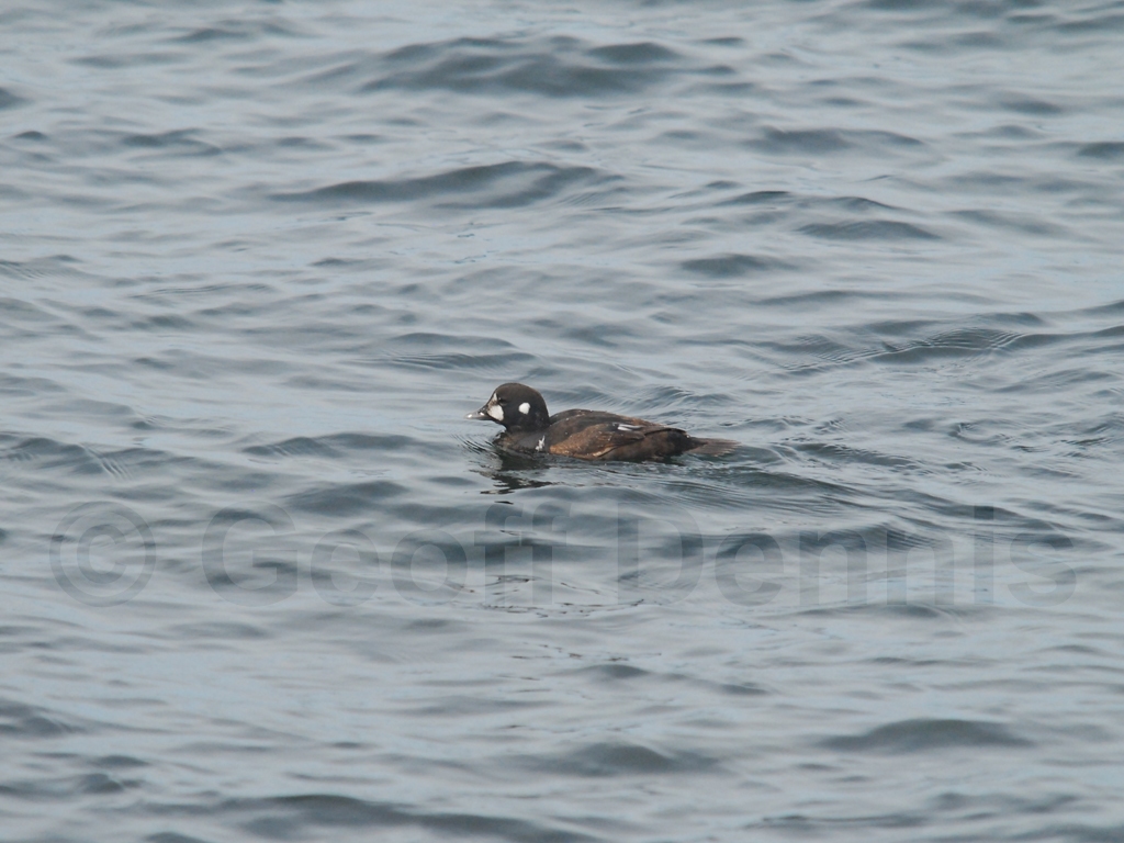 HARD-AB_Harlequin-Duck
