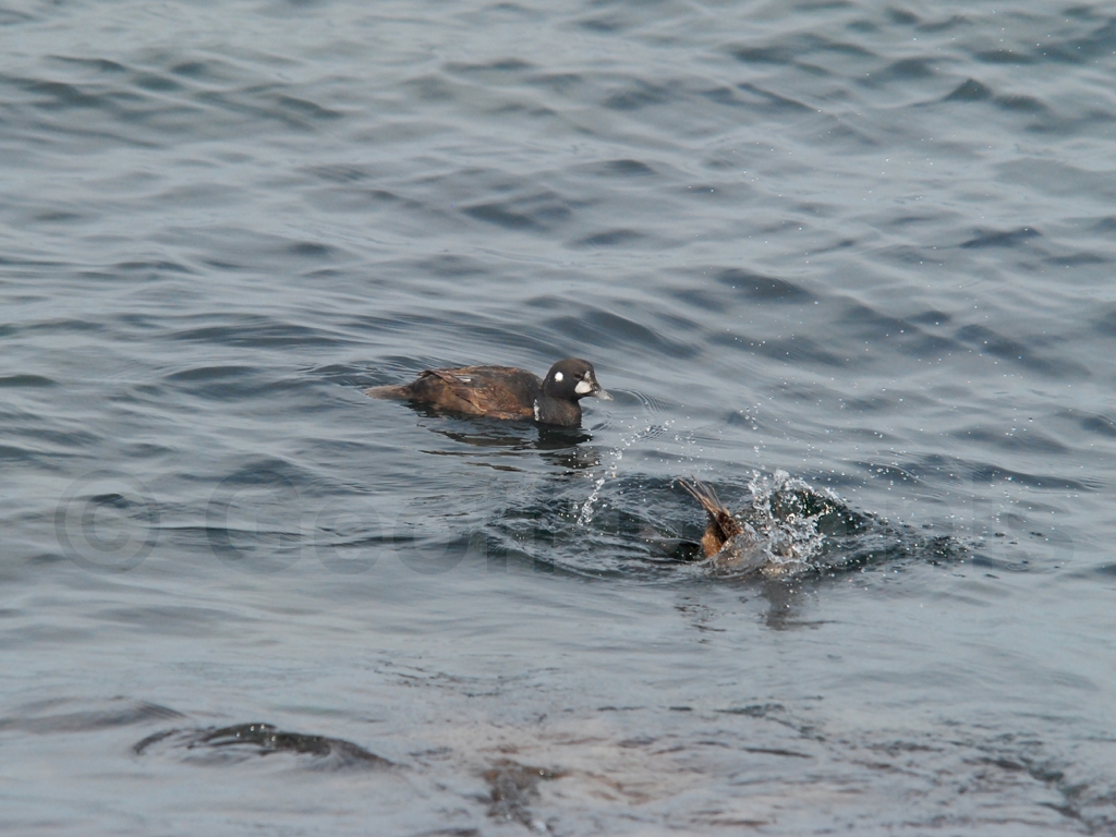 HARD-AC_Harlequin-Duck