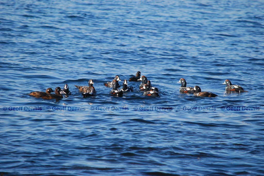 HARD-AD_Harlequin-Duck