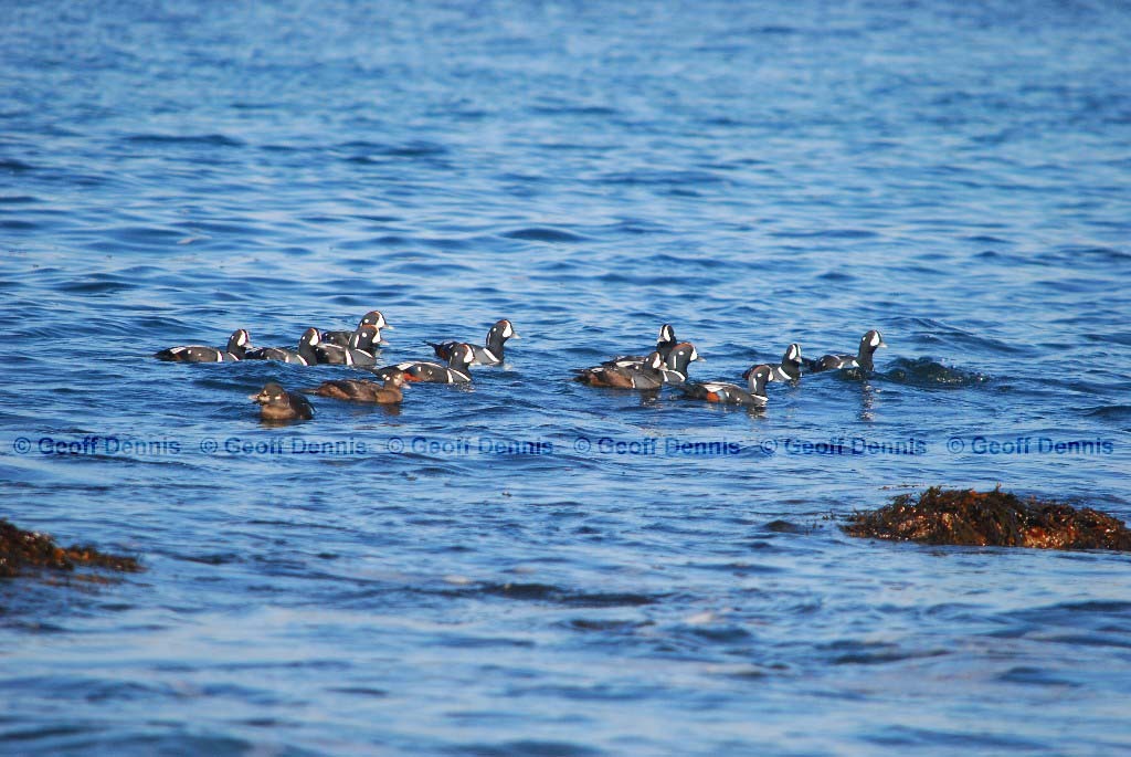 HARD-AE_Harlequin-Duck