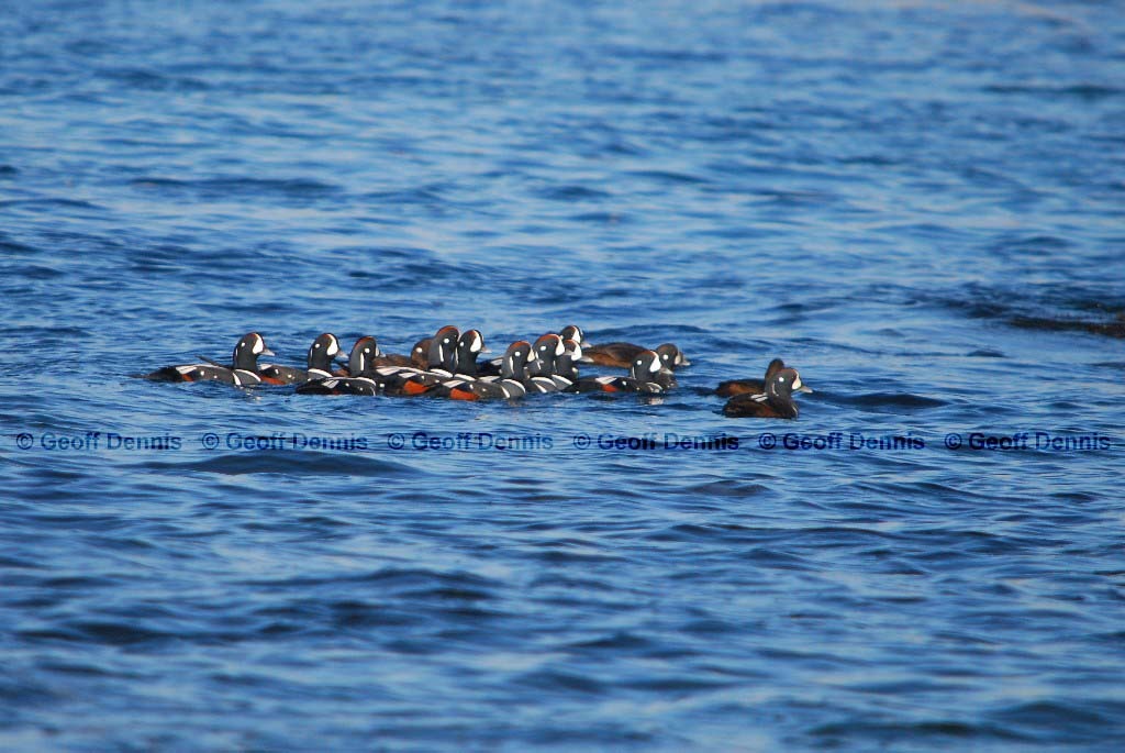 HARD-AF_Harlequin-Duck