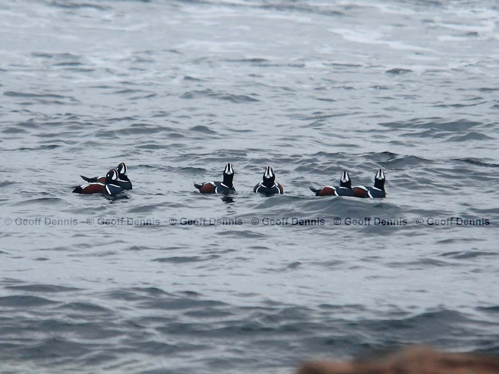 HARD-AG_Harlequin-Duck