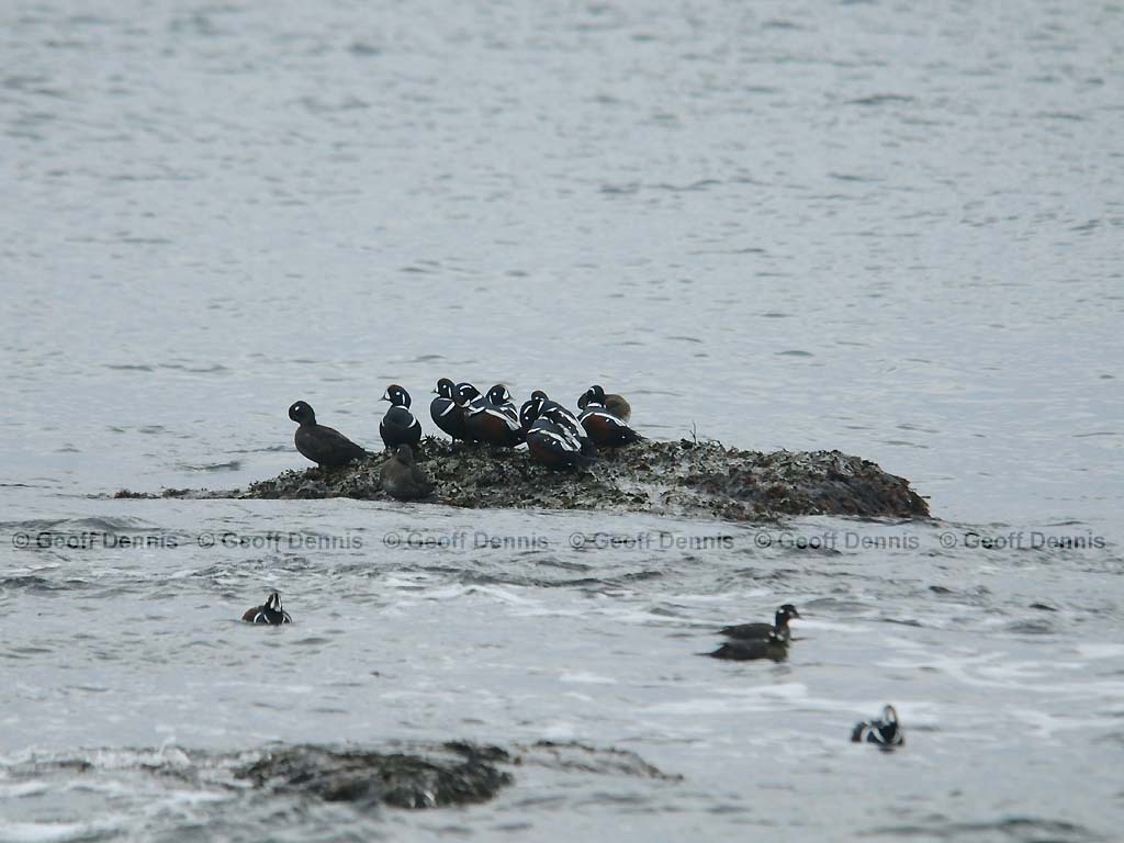 HARD-AH_Harlequin-Duck