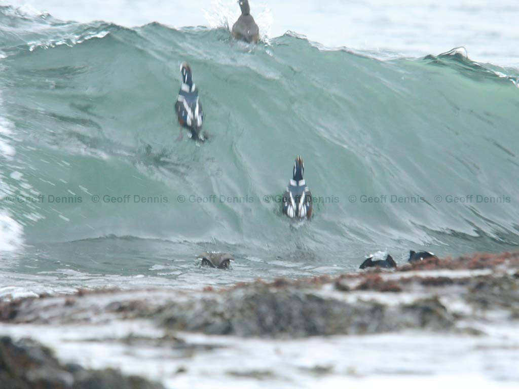 HARD-AI_Harlequin-Duck