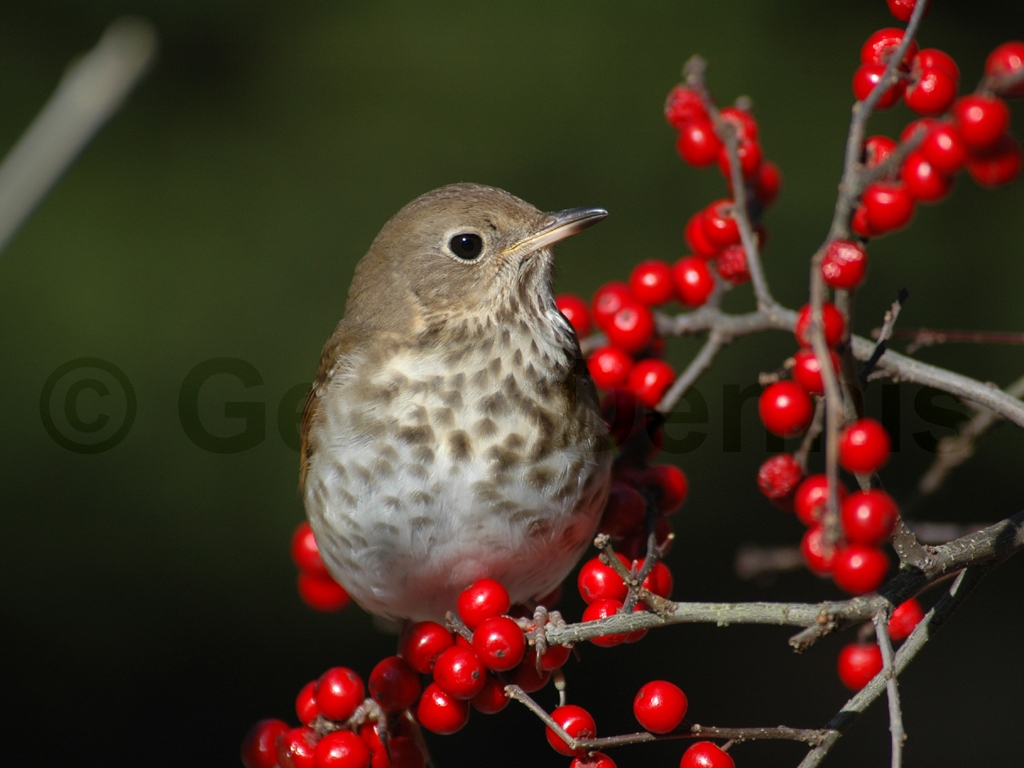 HETH-AA_Hermit-Thrush