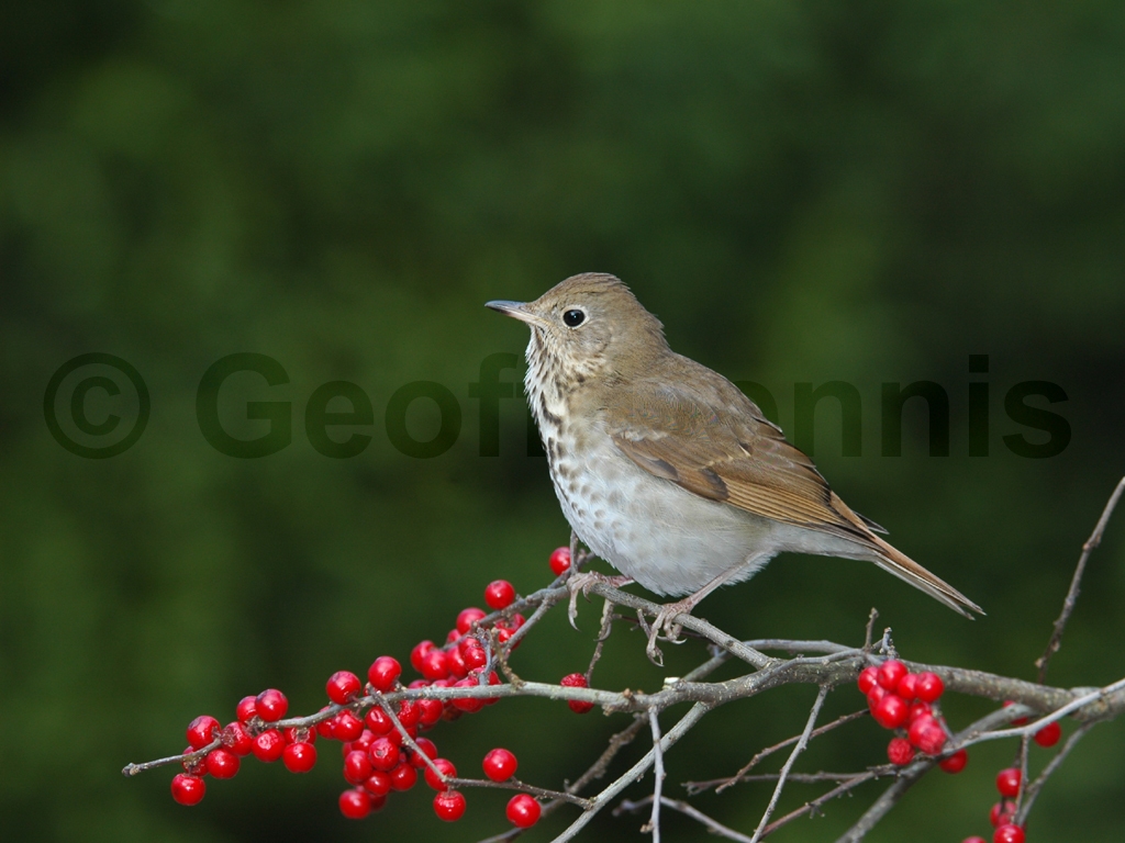 HETH-AB_Hermit-Thrush