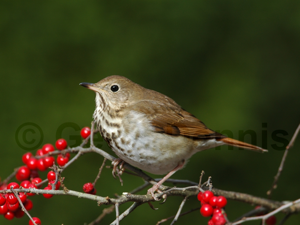 HETH-AC_Hermit-Thrush