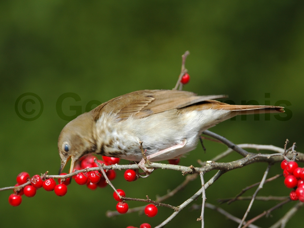 HETH-AD_Hermit-Thrush