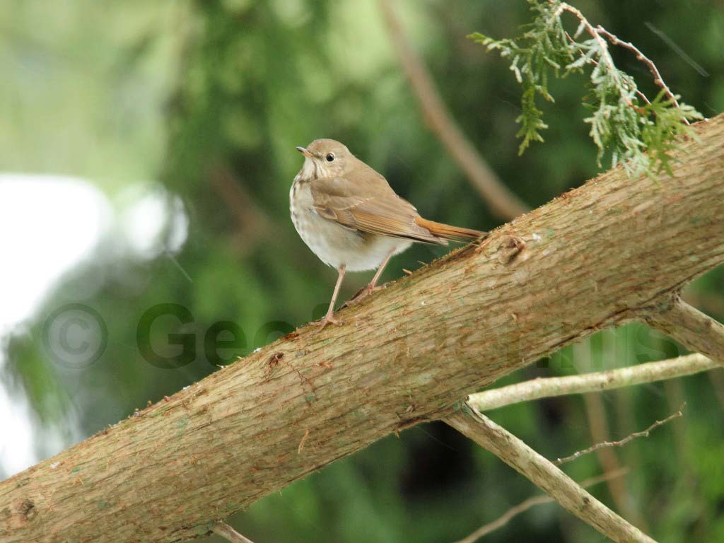 HETH-AE_Hermit-Thrush