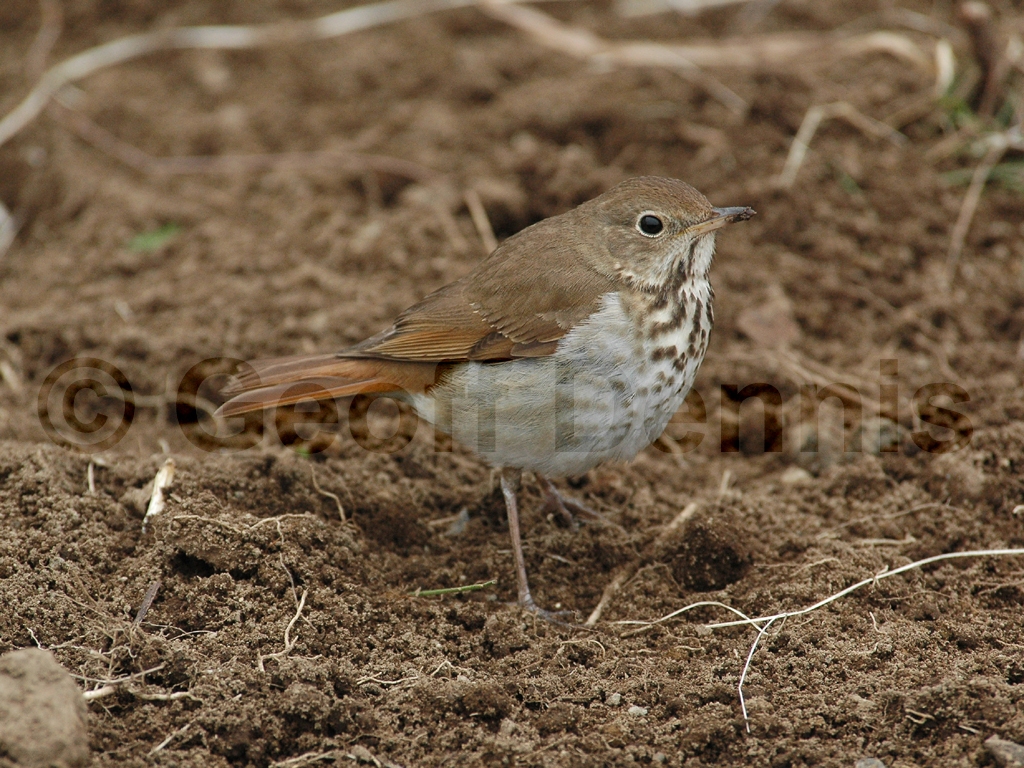 HETH-AF_Hermit-Thrush