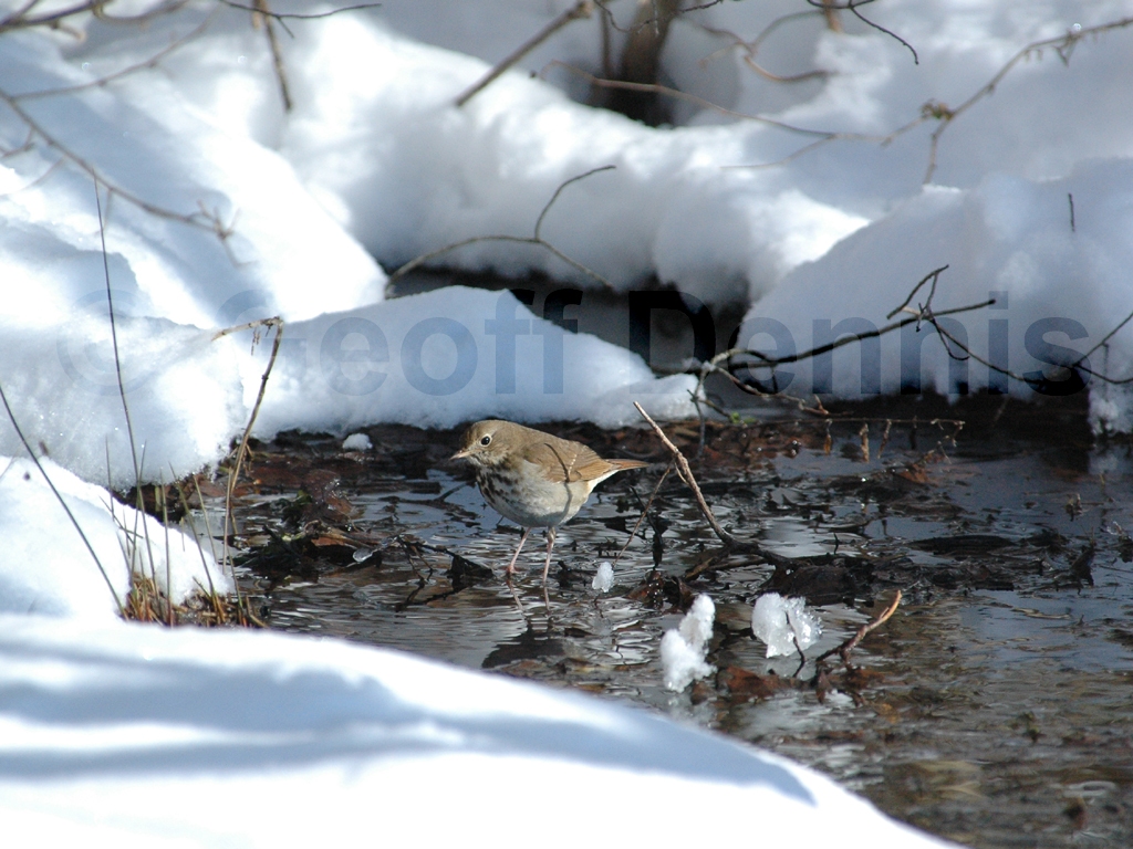 HETH-AG_Hermit-Thrush