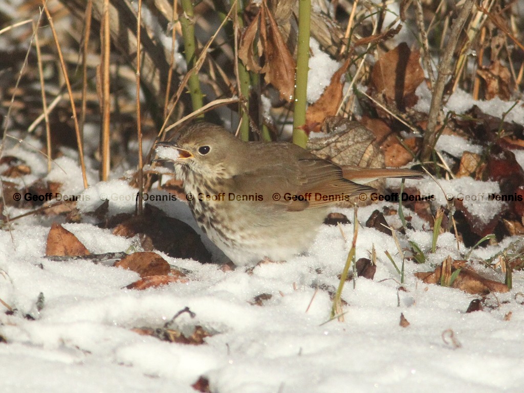HETH-AH_Hermit-Thrush