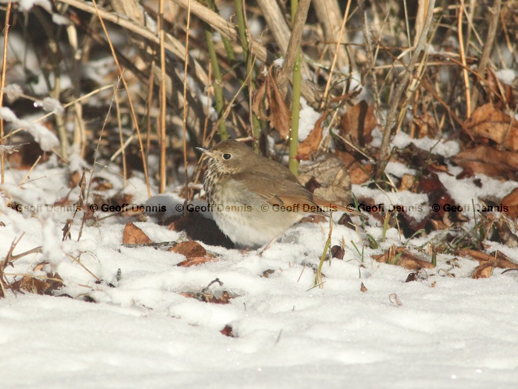 HETH-AI_Hermit-Thrush