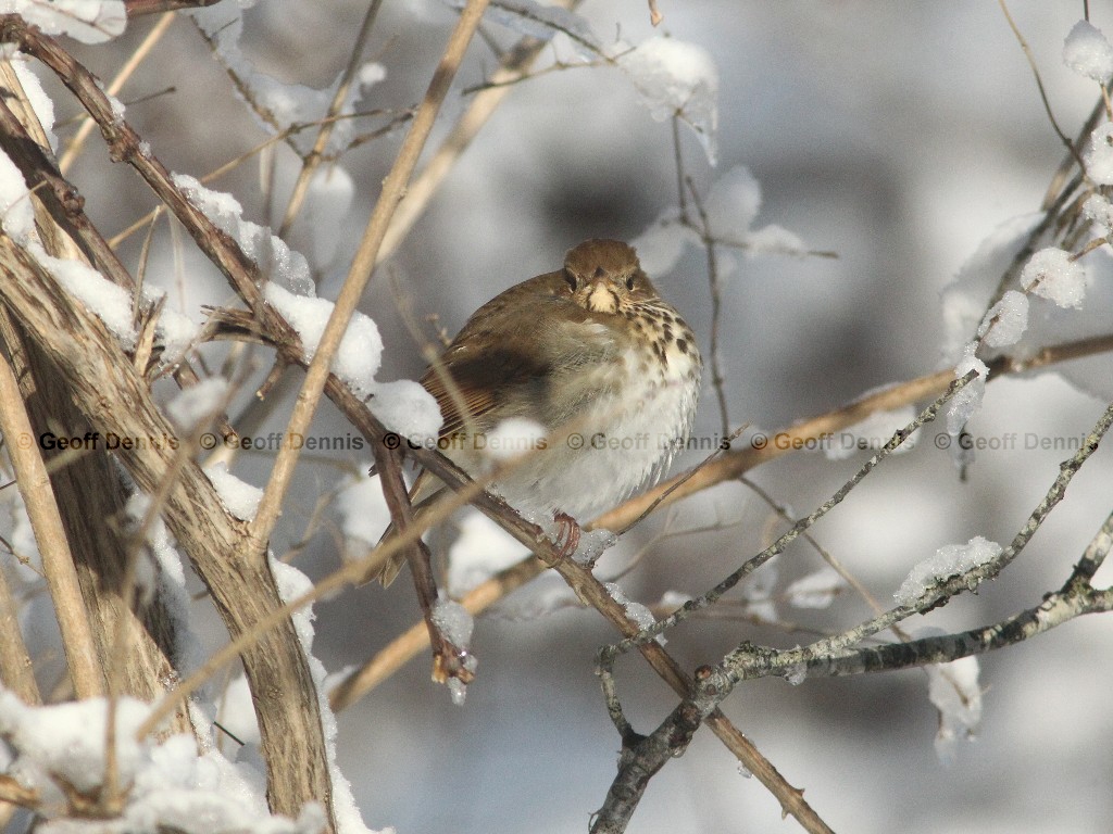 HETH-AJ_Hermit-Thrush
