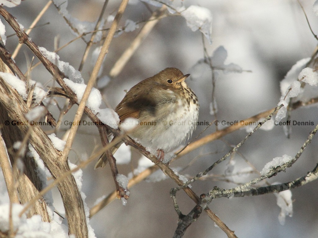 HETH-AK_Hermit-Thrush