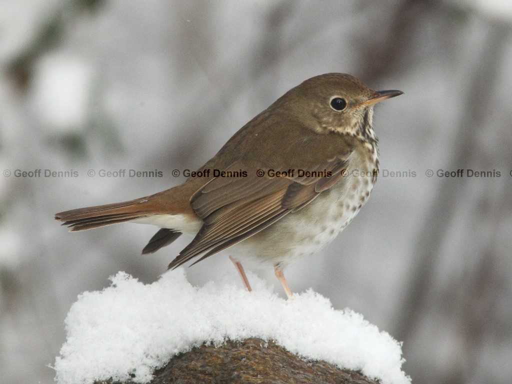 HETH-AL_Hermit-Thrush