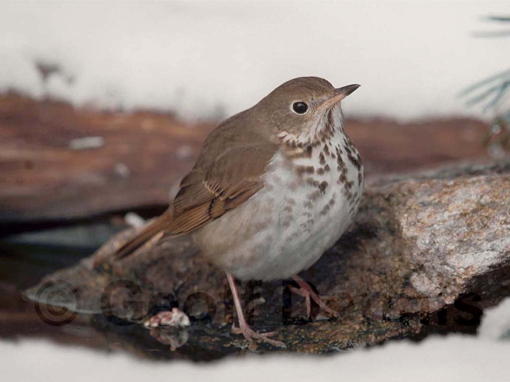 HETH-AM_Hermit-Thrush