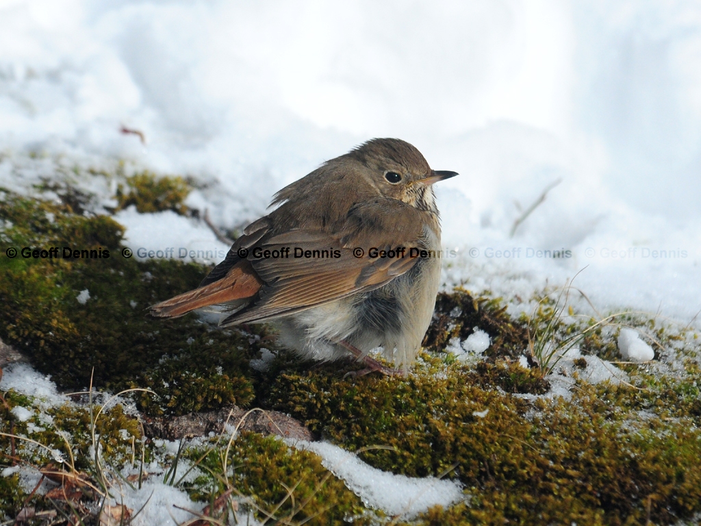 HETH-AN_Hermit-Thrush