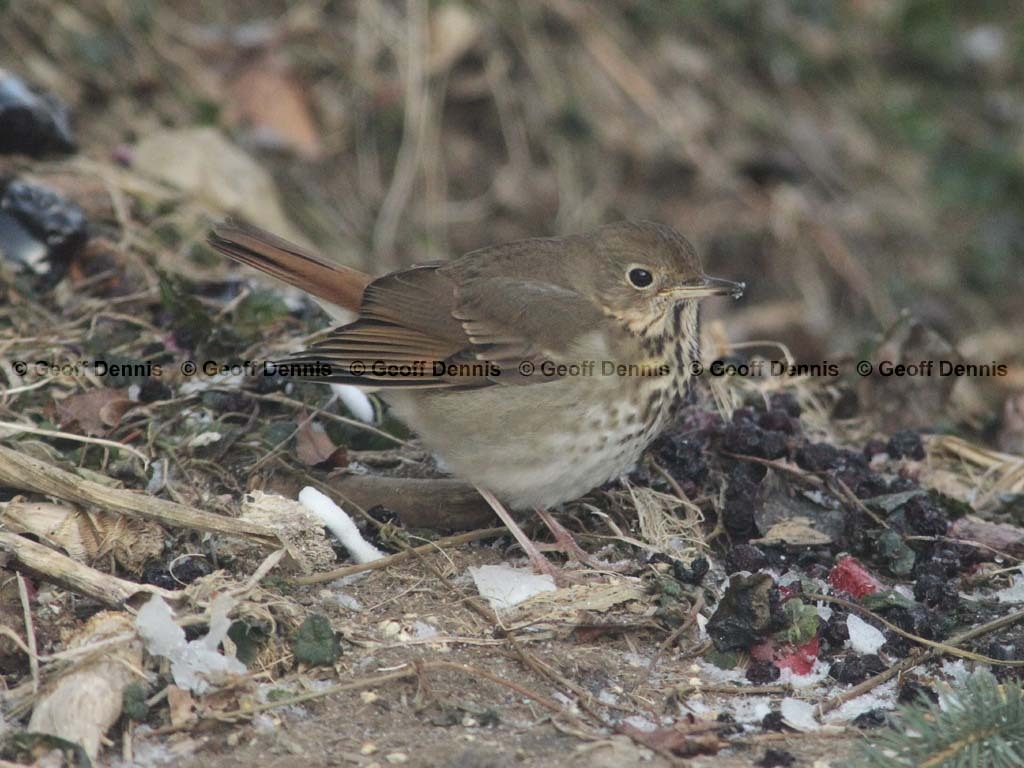HETH-BF_Hermit-Thrush