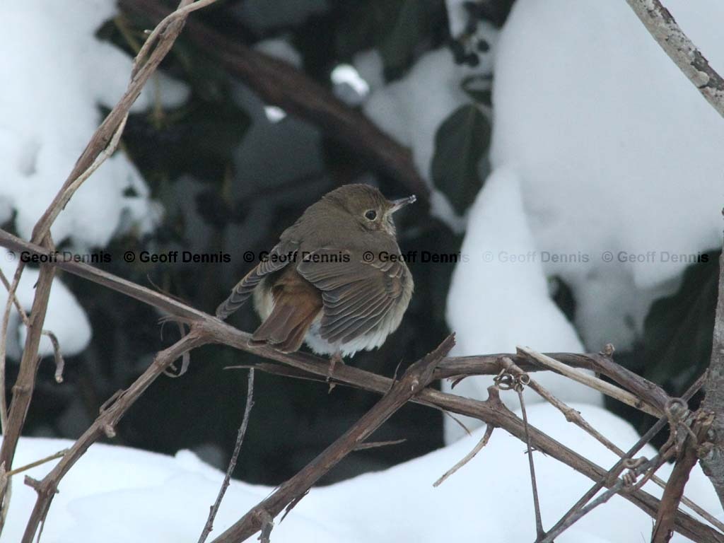 HETH-BG_Hermit-Thrush