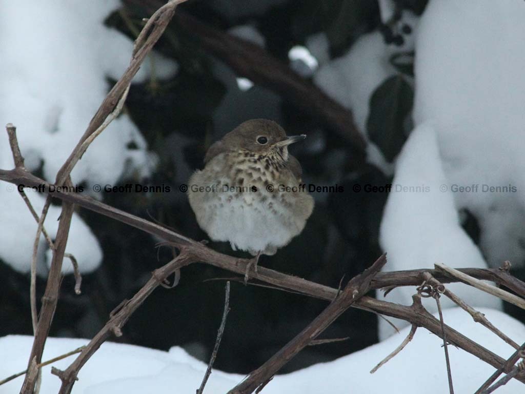 HETH-BH_Hermit-Thrush