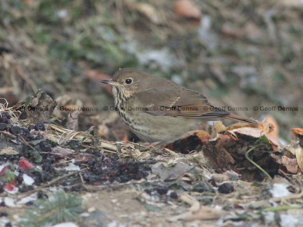 HETH-BI_Hermit-Thrush