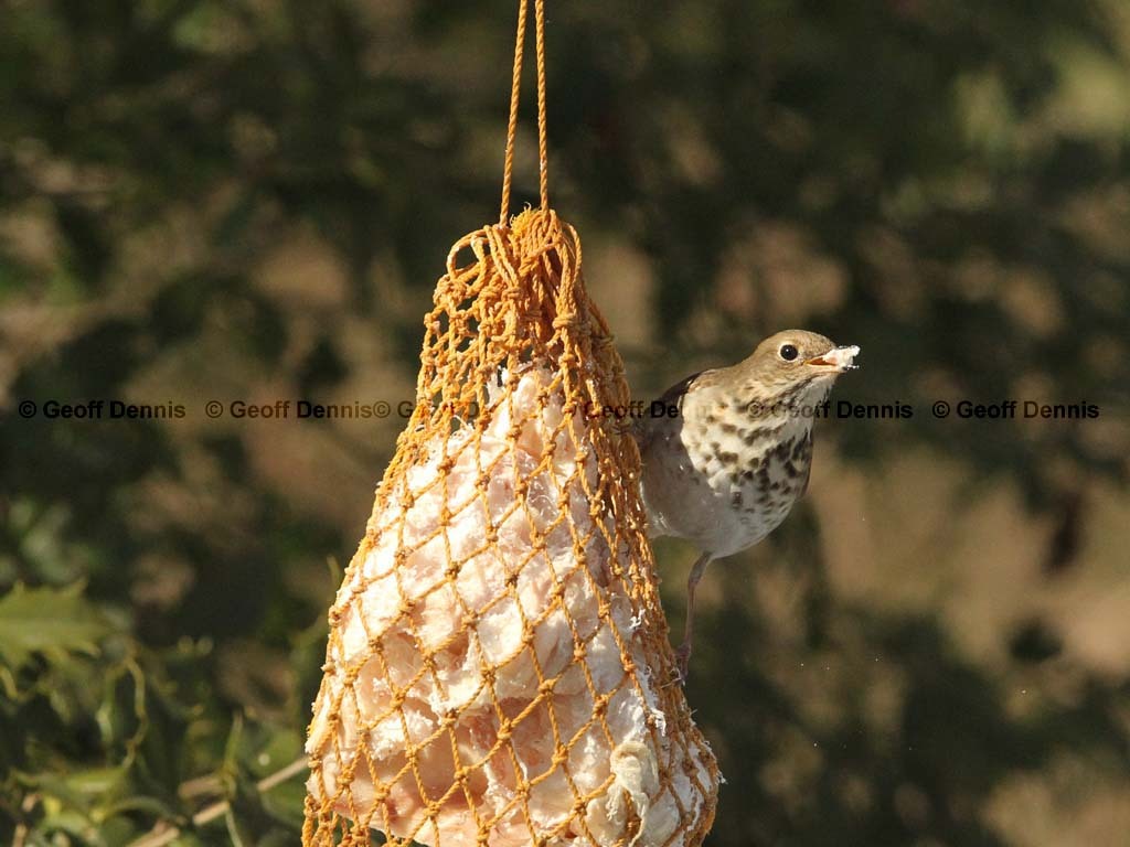 HETH-BJ_Hermit-Thrush