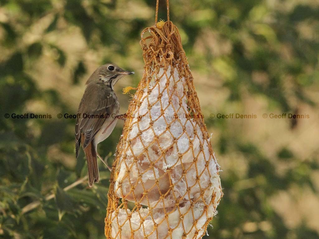 HETH-BK_Hermit-Thrush