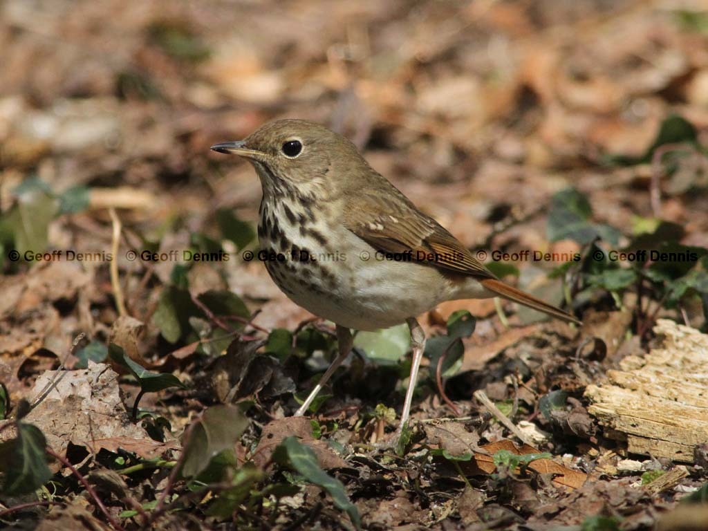 HETH-BL_Hermit-Thrush