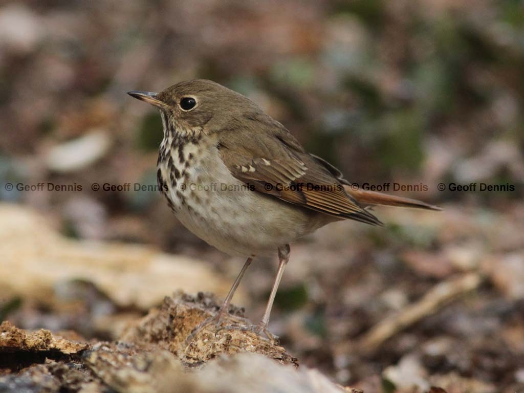 HETH-BM_Hermit-Thrush