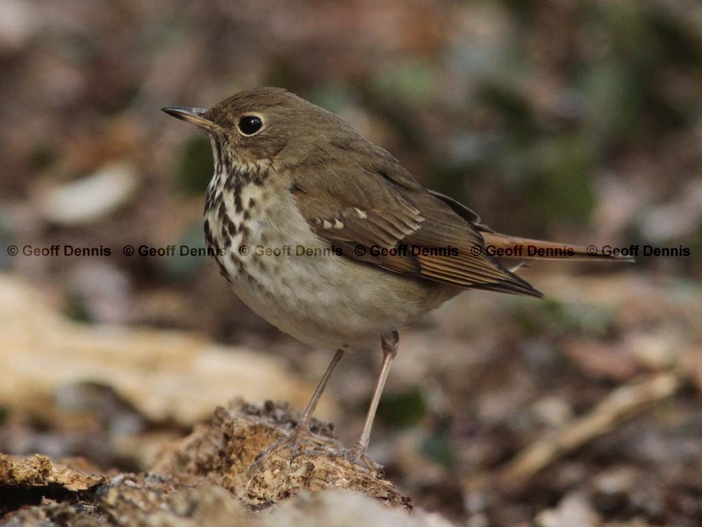 HETH-BN_Hermit-Thrush